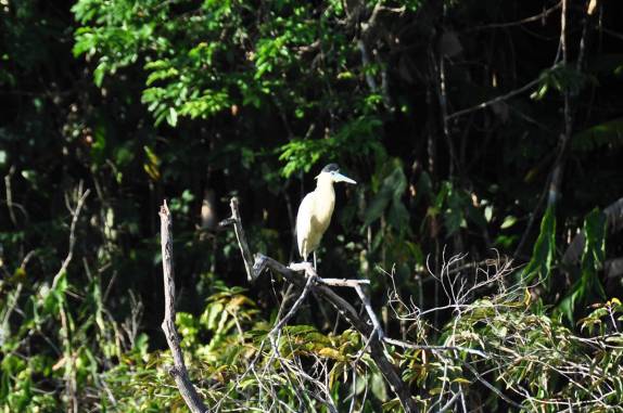 Muitos pássaros ao longo da BR-319, a rodovia que liga Manaus à Porto Velho